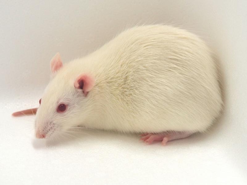 Влияние типа подстилочного материала на развитие тактильной аллодинии у крыс стока Wistar после перевязки седалищного нерва