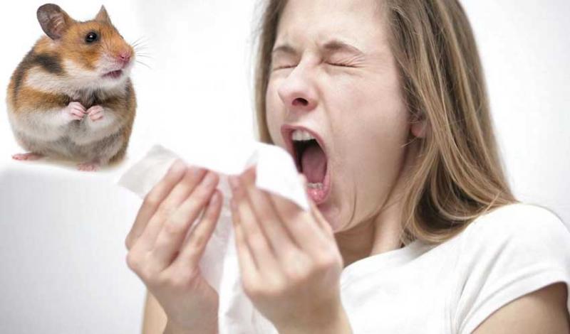 Аллергия на лабораторных грызунов: недооцененная проблема
