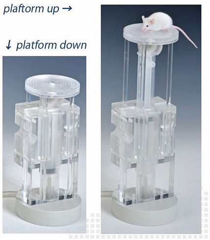 Гидравлические платформы для экспериментов с водным лабиринтом